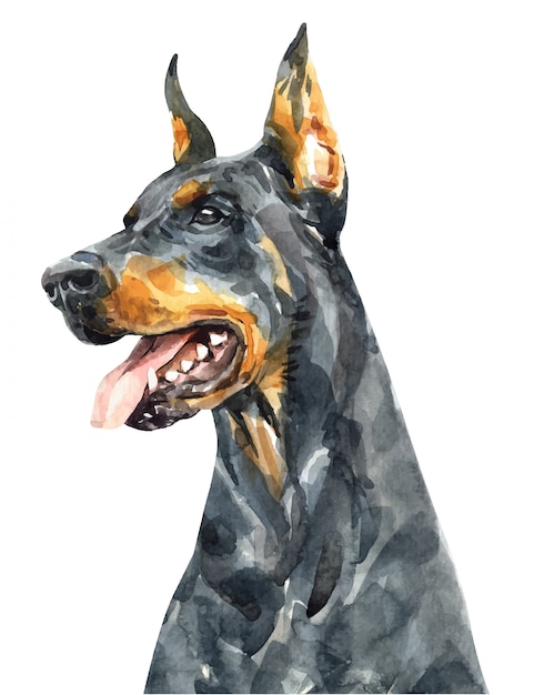 ドーベルマン犬の肖像画 頭の犬の水彩画 ドーベルマンペイント プレミアムベクター