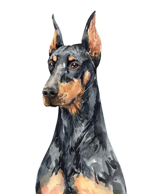 ドーベルマン犬の肖像画 頭の犬の水彩画 ドーベルマンペイント プレミアムベクター