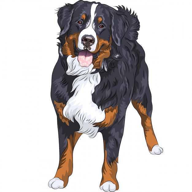 Dog breed bernese mountain dog standing and smiling Premium Vector