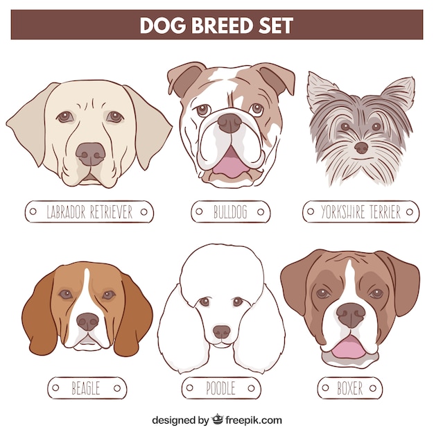 Dog breed drawn set