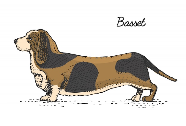 刻まれた犬種 木版画ったらスタイル ヴィンテージ種の手描きイラスト プレミアムベクター