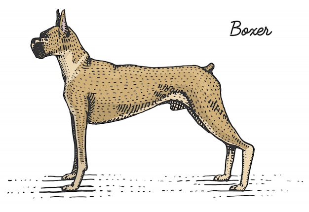 刻まれた犬種 木版画ったらスタイル ヴィンテージ種の手描きイラスト プレミアムベクター