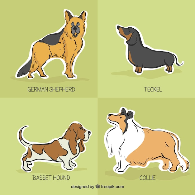 Dog breed labels