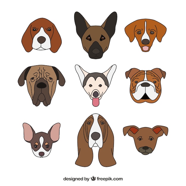 Dog collection design