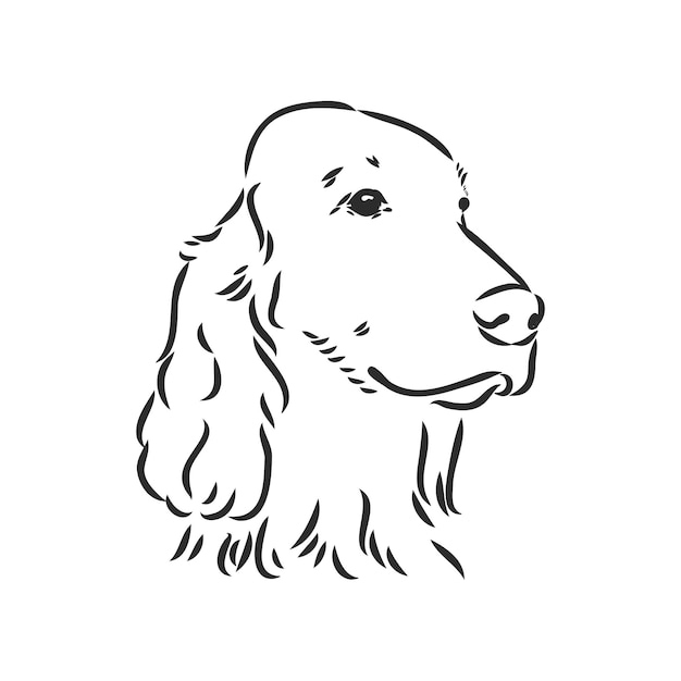 Premium Vector | Dog hand drawn english setter vector illustration ...