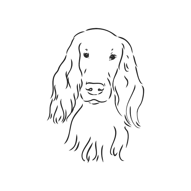 Premium Vector | Dog hand drawn english setter vector illustration ...