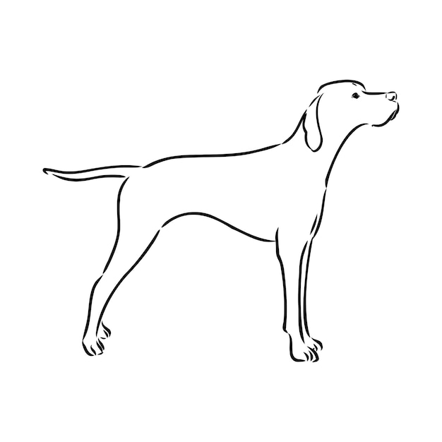 Premium Vector | Dog Hand Drawn Pointer Vector Illustration Isolated