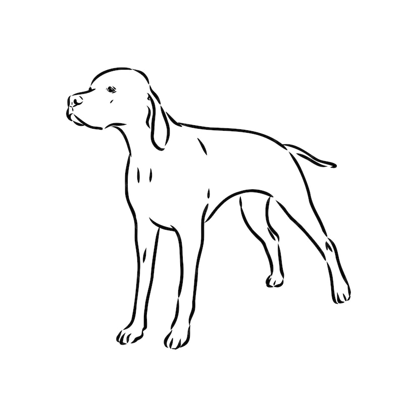 Premium Vector | Dog hand drawn pointer vector illustration isolated