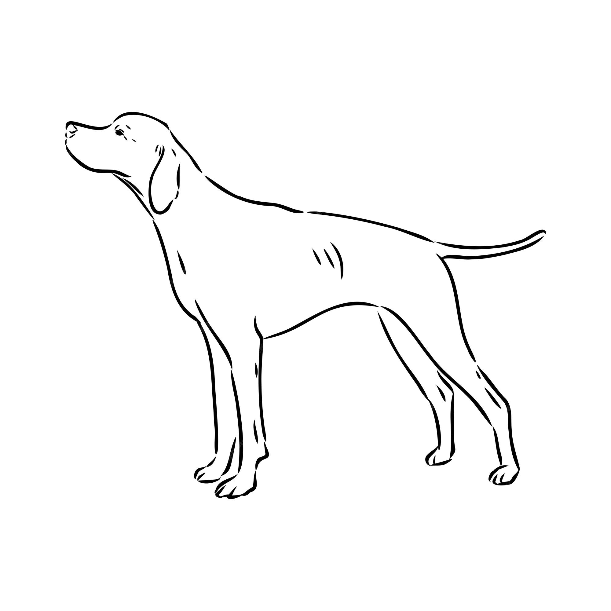 Premium Vector | Dog hand drawn pointer vector illustration isolated