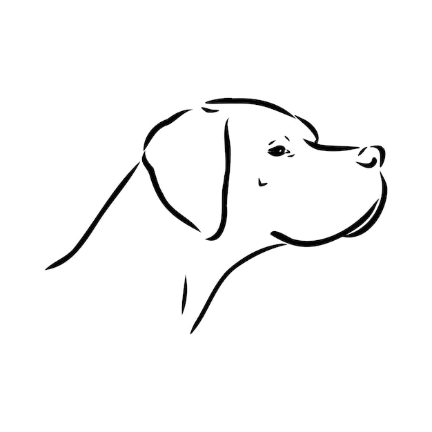 Premium Vector | Dog Hand Drawn Pointer Vector Illustration Isolated