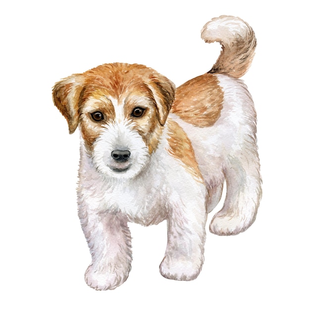 Premium Vector Dog Jack Russell Terrier Rough Isolated On White Watercolor