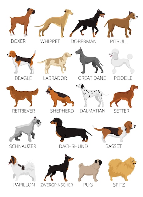 Premium Vector | Dogs breed set. flat illustrations