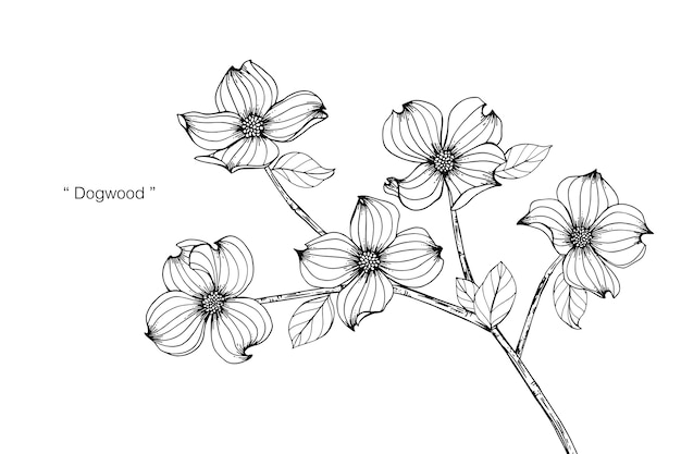 Premium Vector | Dogwood flower drawing illustration