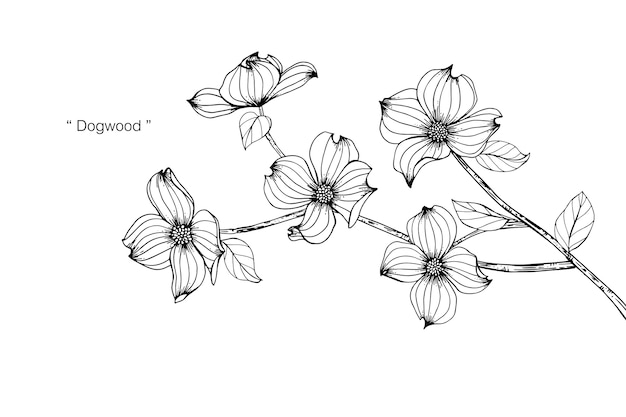 Premium Vector | Dogwood flower drawing illustration