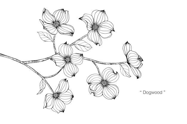 Download Dogwood flower drawing illustration Vector | Premium Download