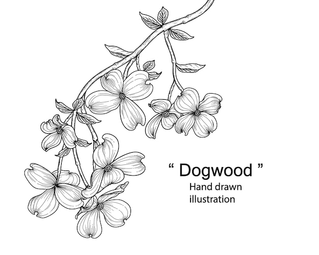 Premium Vector | Dogwood flower drawings.