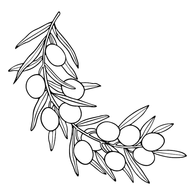 Premium Vector Doodle Olive Branch Illustration 