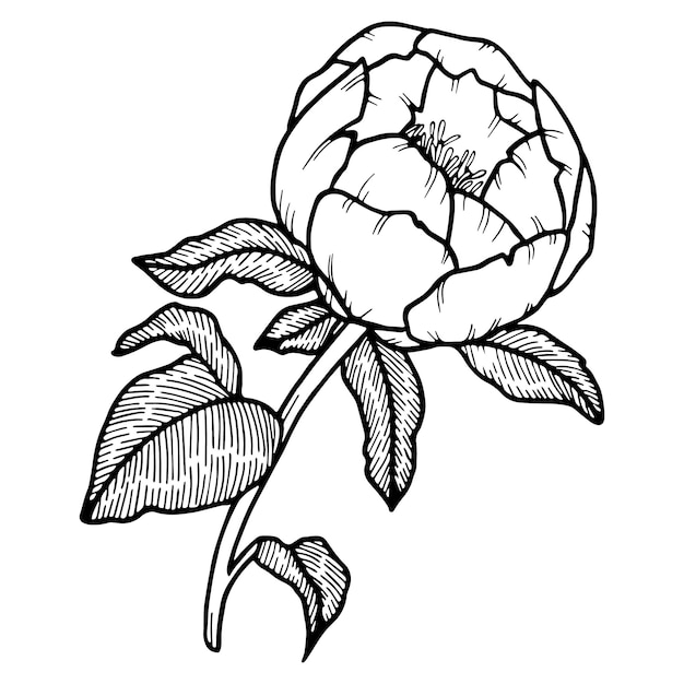 Premium Vector | Doodle peony flower illustration