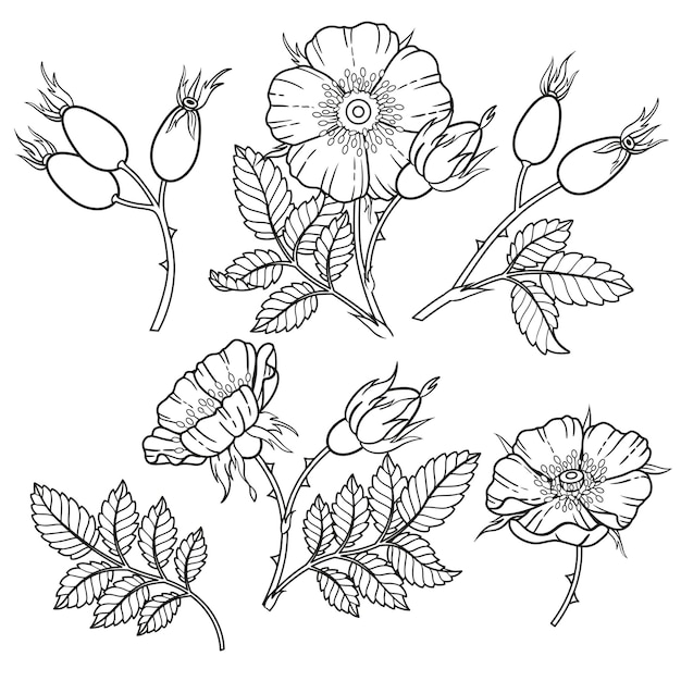 Download Premium Vector Dor Rose Flowers Branches And Leaves Coloring Book