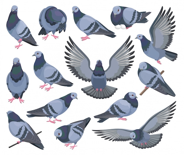 鳩鳥分離漫画セットアイコン ピジョン漫画は アイコンを設定します イラスト鳩白い背景の上の鳥 プレミアムベクター