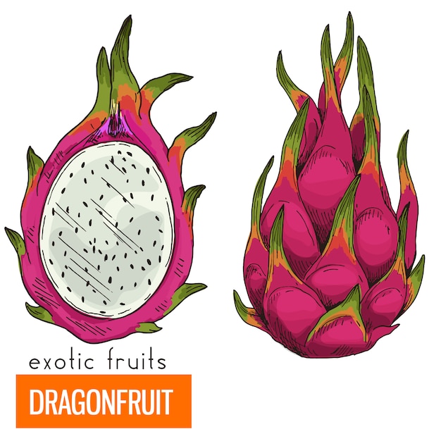 Download Dragon fruit. full color realistic Vector | Premium Download