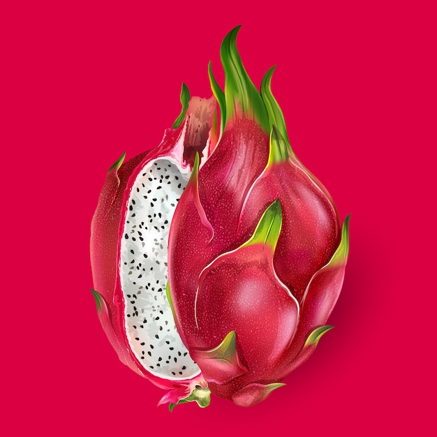 Premium Vector Dragon fruit illustration