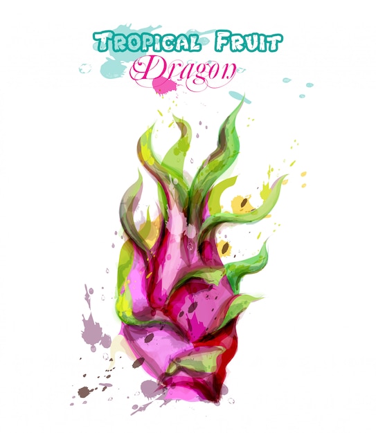 Download Dragon fruit watercolor | Premium Vector