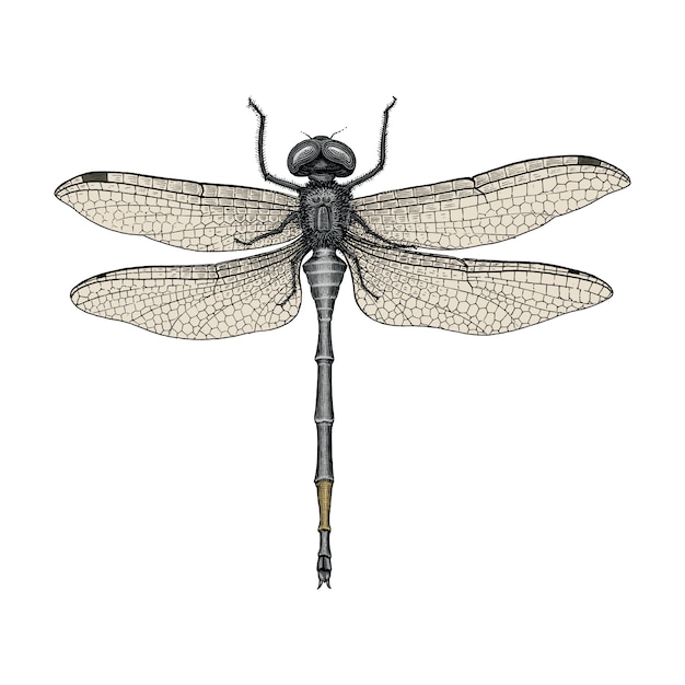 Download Dragonfly hand drawing vintage engraving illustration ...