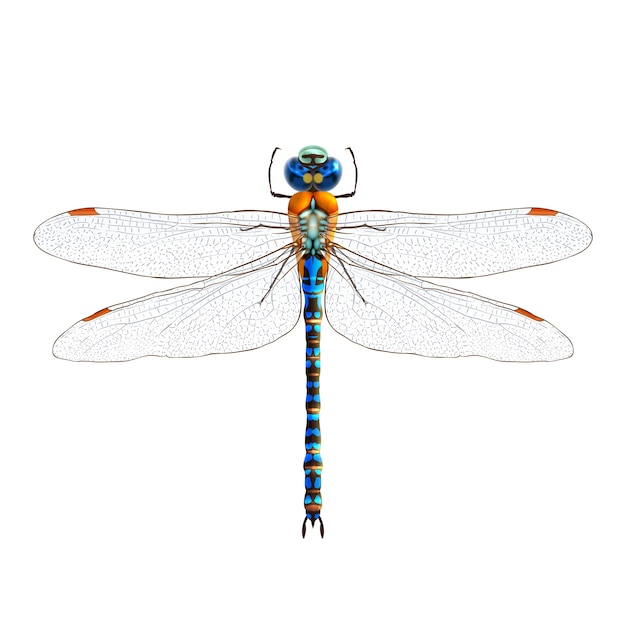 Free Vector | Dragonfly realistic isolated