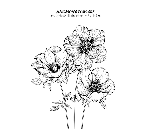アネモネの花を描く プレミアムベクター