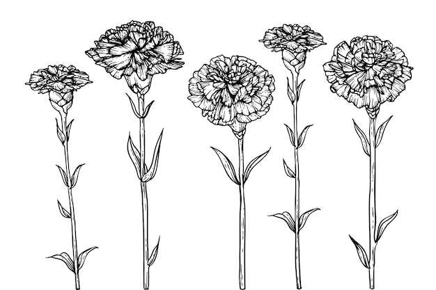 How To Draw A Carnation Flower