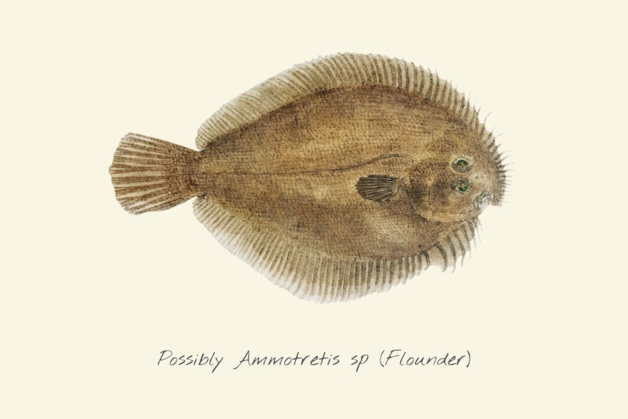 Premium Vector Drawing of a flounder fish