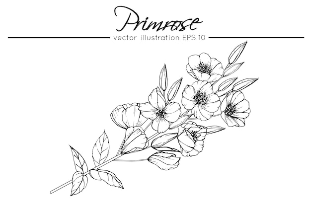 Premium Vector | Drawing primrose flowers