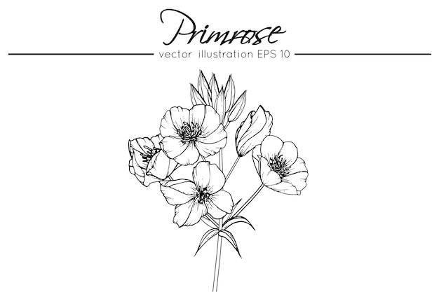 Premium Vector | Drawing primrose flowers