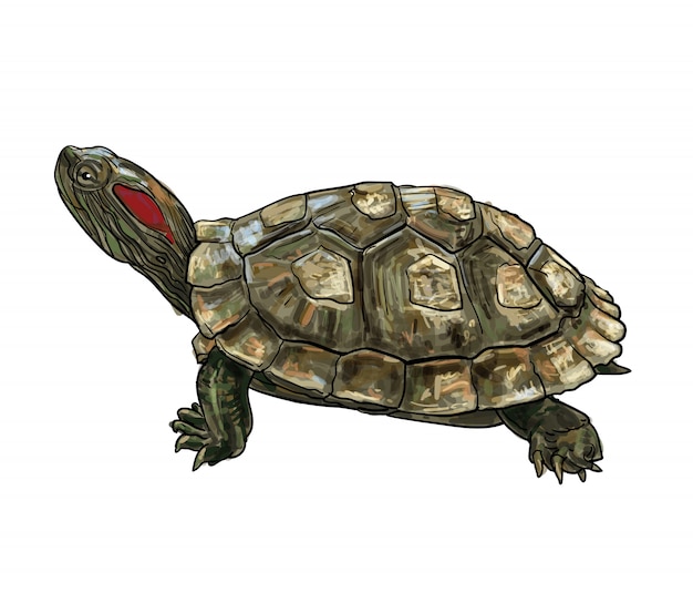 Drawing of redeared slider (trachemys scripta elegans) turtle