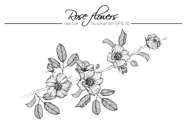 Premium Vector | Drawing rose flowers