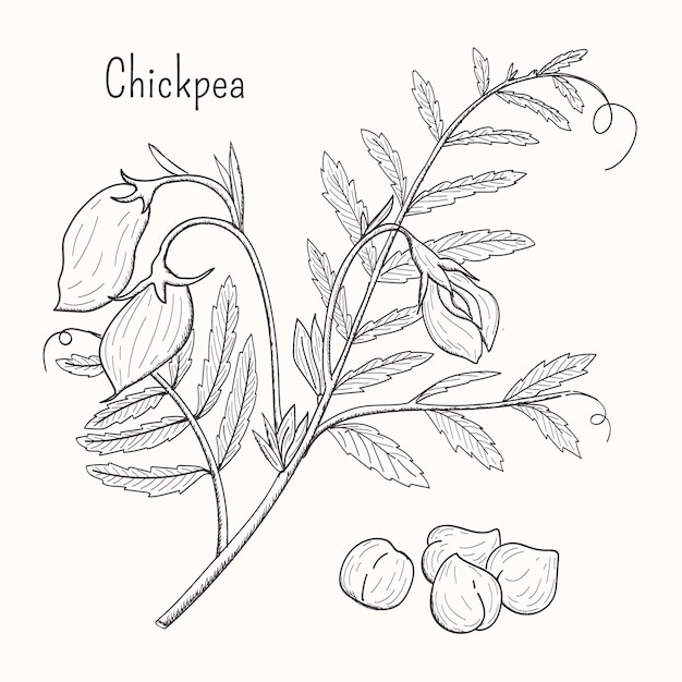 Free Vector | Drawn chickpea beans with plant