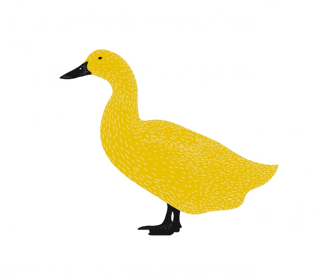 アヒルイラストシルエット 分離された黒と黄色の動物イラスト プレミアムベクター