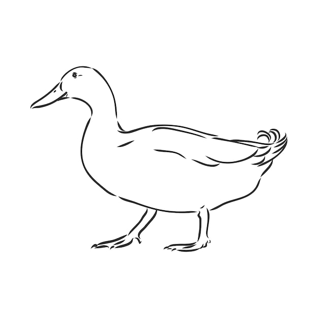 Premium Vector | Duck sketch vector illustrationisolated on white ...