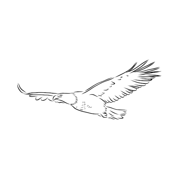 Premium Vector | Eagle - hand drawn vector llustration realistic sketch