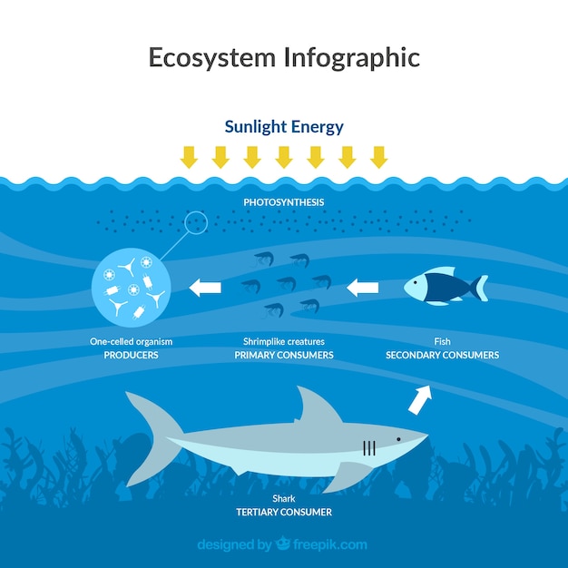Ecosystem infographics with ocean\
concept