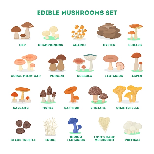 Premium Vector | Edible mushroom set. collection of natural product