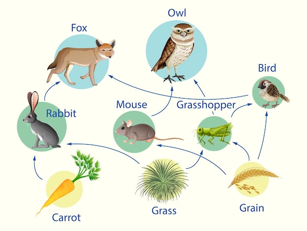 How To Draw Food Chain Diagram Poster Chart Drawing F - vrogue.co