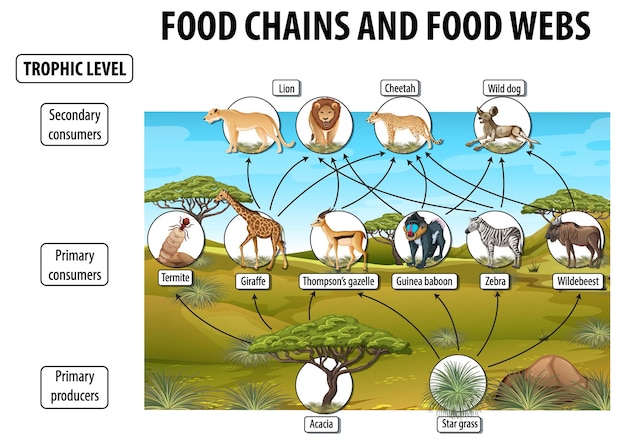 食物網と食物連鎖図のための生物学の教育ポスター 無料のベクター