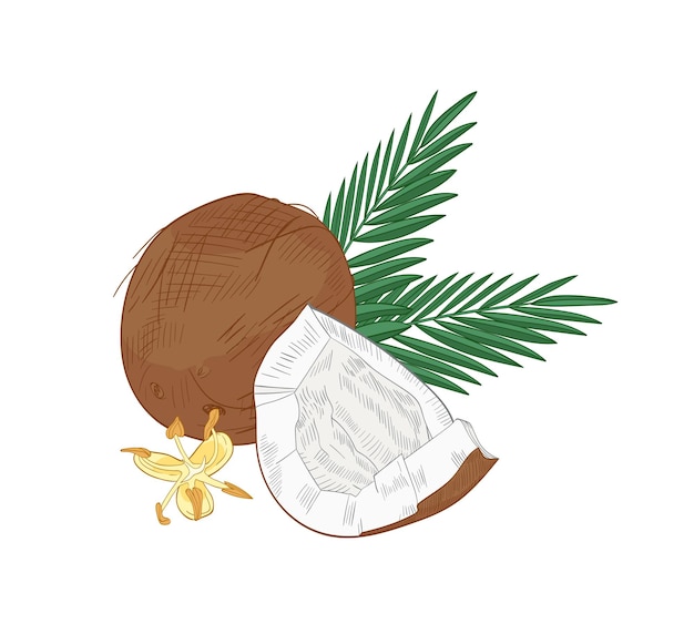 Premium Vector | Elegant natural drawing of cracked coconut, palm ...