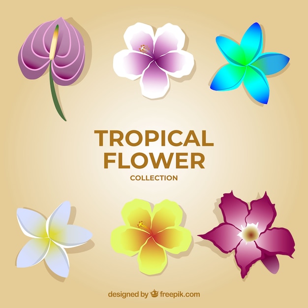 Elegant tropical flower collection