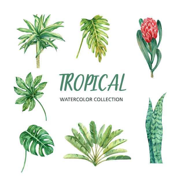 熱帯植物 植物のイラストセットと要素水彩デザイン 無料のベクター