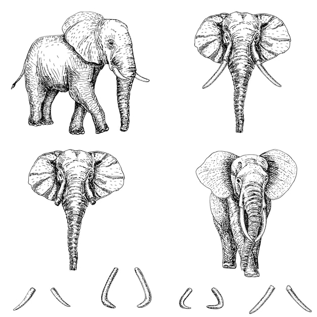 Free Free Elephant Sketch Svg 662 SVG PNG EPS DXF File