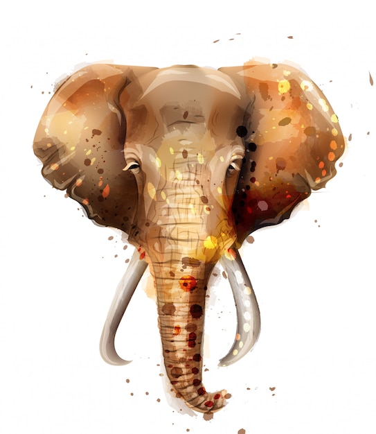Premium Vector | Elephant watercolor