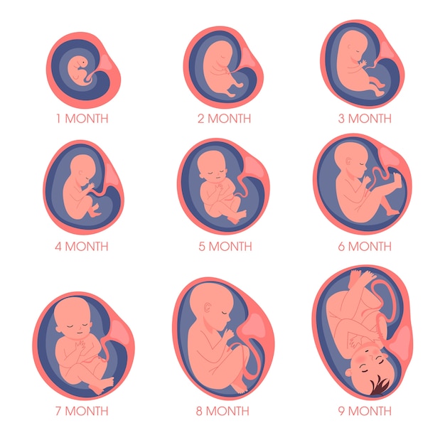 子宮セットの胚 妊娠中の胎児の発達と成長 月次ステージ 待っている赤ちゃん プレミアムベクター